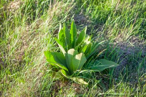 Green weed Stock Photos
