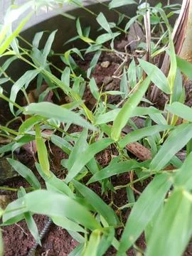 Green weed Stock Photos