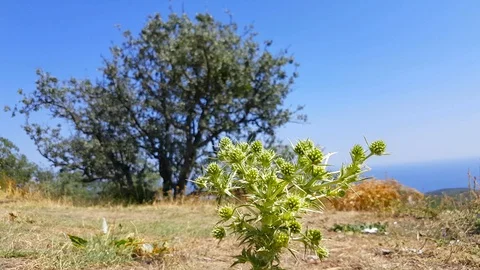Green weed prickly thistle Stock Footage 93192636