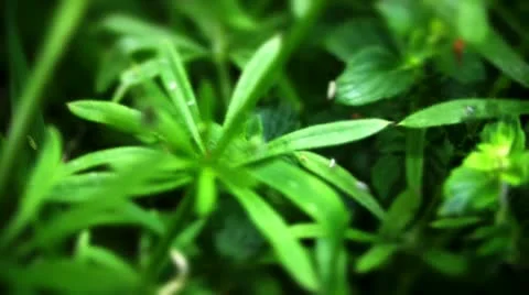Green weeds and grass Stock Footage 10824909