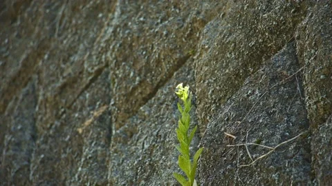 Green weeds growing on the surface of a stone wall Stock Footage 134227738