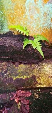 Green Weeds Foto stock