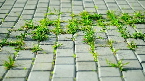 Green weeds sprouted through the stone-lined paving stones on the footpath. Stock Footage 335814830