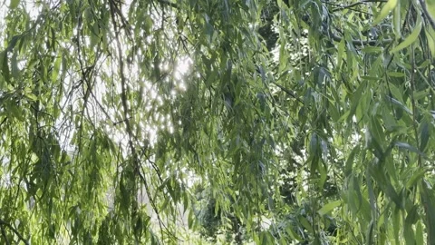 Green weeping willow branches slow motion Vídeos de archivo 335541284