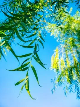 Green weeping willow tree branches with narrow leaves hanging against clear.. Stockfoto's