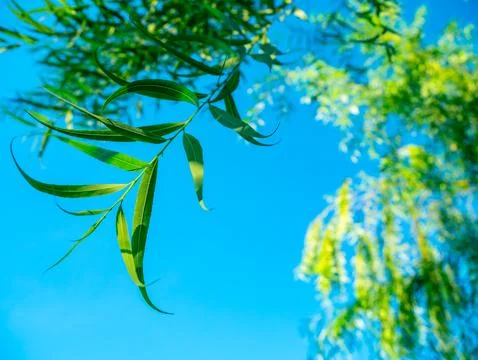 Green weeping willow tree branches with narrow leaves hanging against clear.. Stock Photos