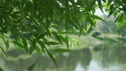 Green weeping willow tree leaves in foreground of lake or river in park Video stock 155883824