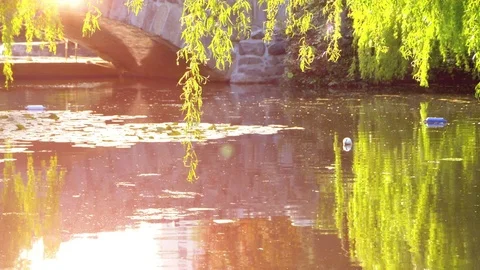 Green Weeping Willow Trees and Still Pond Water, Sun Light Park Reflections Stock Footage 84951960