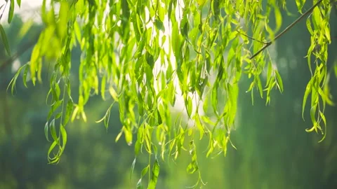 Green Weeping Willow Trees Shimmering in Spring Sunlight and Shadow Video stock 341871987