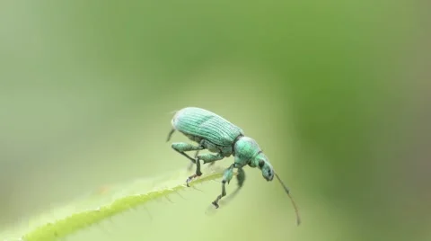 Green weevil grape 스톡 동영상 65765447