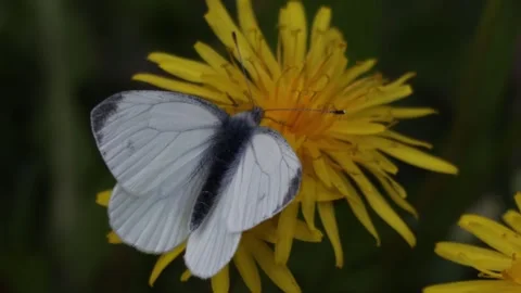 Green-weined white (Pieris napi)  on a yellow flower Stock Footage 263141239