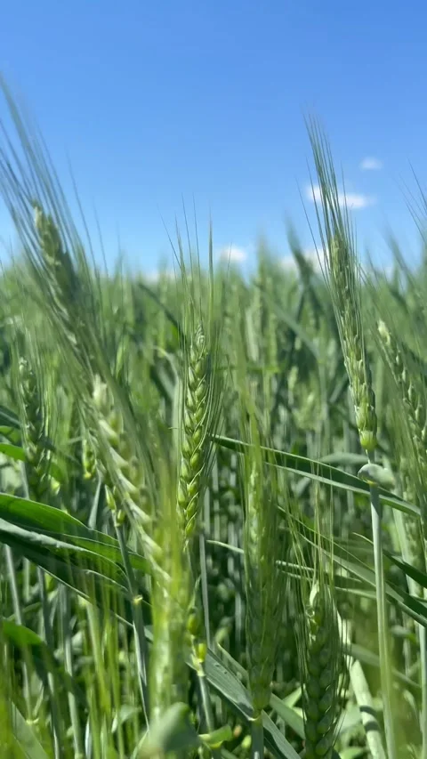 Green wellness Stock Footage 338037222