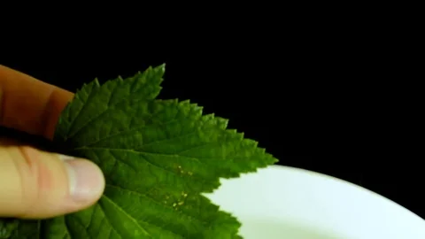Green wet currant leaves Stock Footage 78692132
