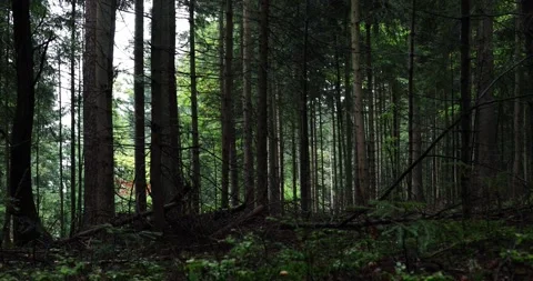 Green wet forest after rainfall Stock-Footage 232302860