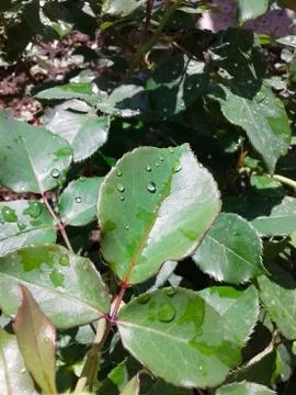 Green Wet Leaf Stock Photos