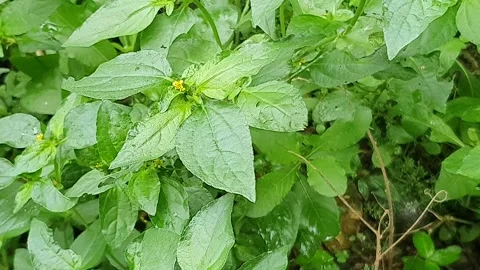 Green wet leaf plant texture Stock Footage 301507141