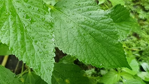 Green wet leaf plant texture Stock Footage 301508694