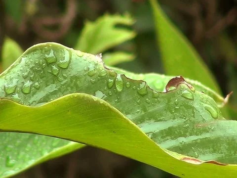 Green Wet Leaves Stock Footage 101211643