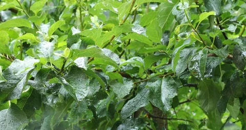 Green wet tree leaves close-up during rain falling Stock-Footage 111399520