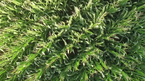 Green wheat aerial video Stock Footage 68952659