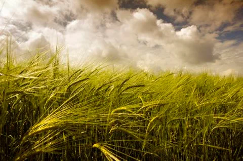 Green wheat and cloudy sky Stock Photos