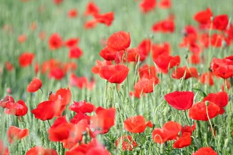 Green wheat and red poppy flowers 스톡 사진
