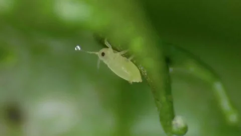 Green Wheat Aphid Parasite Infesting Cultivated Farm Crops, Close Up Stock Footage 169213634