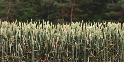 Green wheat on the background of a pine forest Stock Photos