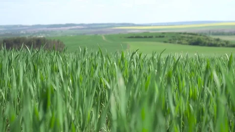 Green wheat on a background rape Vídeo Stock 75825052