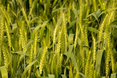 Green Wheat barley in fields at vegetative stage of crop Stock Photos