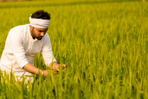 Green Wheat barley in fields at vegetative stage of crop Stock Photos