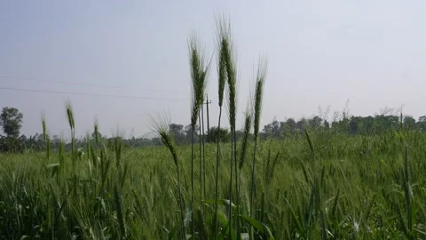 Green Wheat Barley 스톡 동영상 332571729