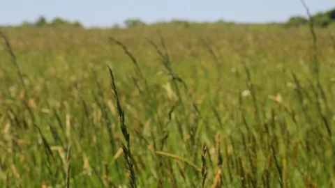 Green wheat blowing in wind close up Stock Footage 91545344