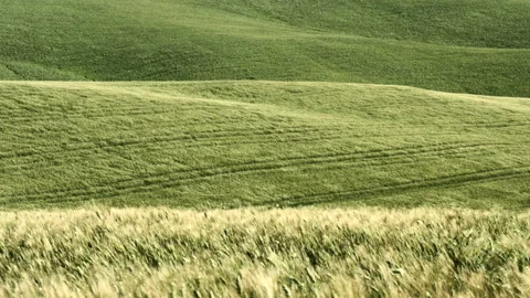 Green Wheat  Blowing In The Wind on Tuscan hills (24 fps) Stock Footage 154277528
