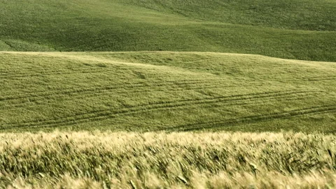 Green Wheat  Blowing In The Wind on Tuscan hills (30 fps) Stock Footage 154300843