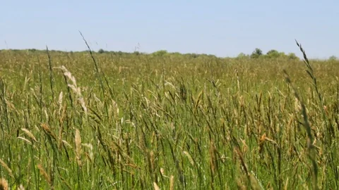 Green wheat blowing in wind wide Stock Footage 91545331