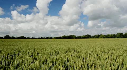 Green wheat in breeze Stock Footage 11250495