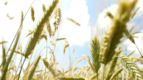 Green wheat close-up. Delayed shooting. The movement in the wind Stock Footage 86024337