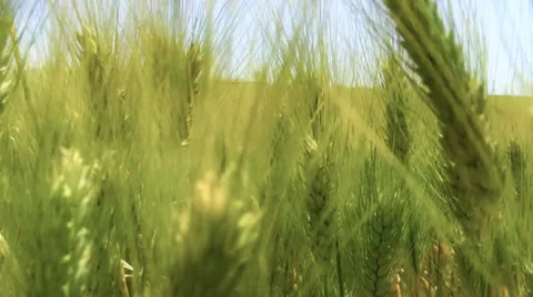 Green wheat close up Stock Footage 38301171