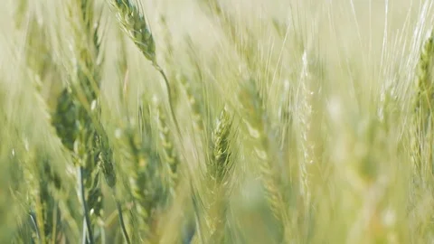 Green wheat close up Stock Footage 92385362
