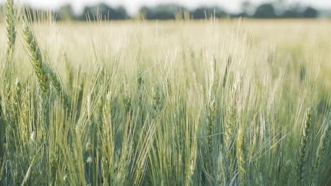Green wheat close up Stock Footage 92385391