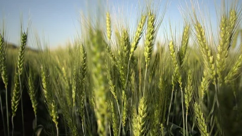 Green wheat close up Stock Footage 128492235