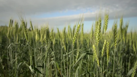 Green wheat close up Stock Footage 128493750