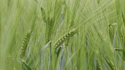 Green wheat close up Stock Footage 196992534