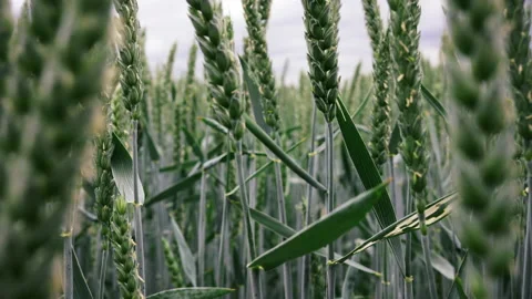 Green Wheat. Close up of Green Wheat Swaying in the Wind. Stock Footage 132240632