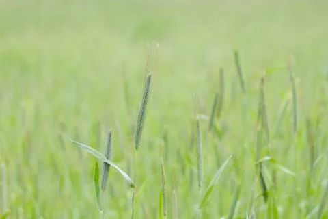 Green wheat close up Stock Photos