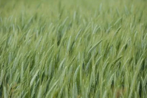 Green wheat close up Stock Photos