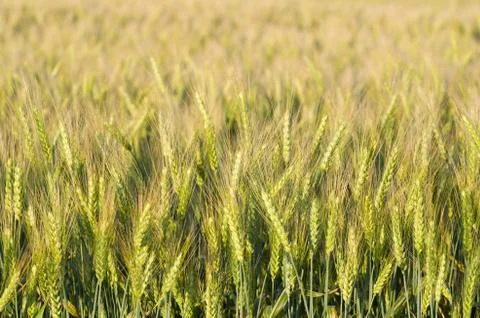 Green Wheat Closeup Stock Photos