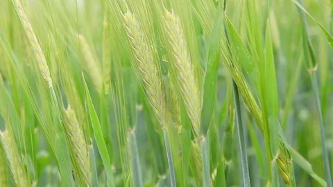 Green wheat closeup in slow motion Stock Footage 92105701