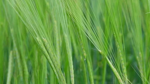 Green wheat closeup in slow motion Video stock 92105768